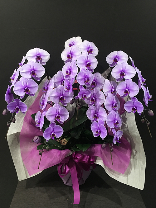 【胡蝶蘭5本立 パープル】