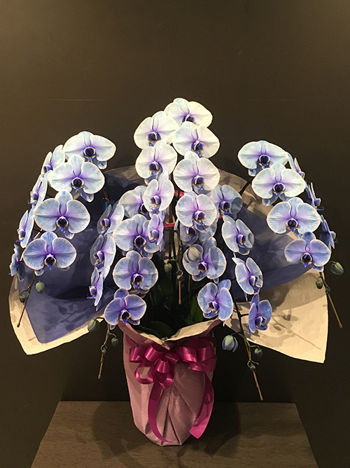 【胡蝶蘭5本立 ブルー】