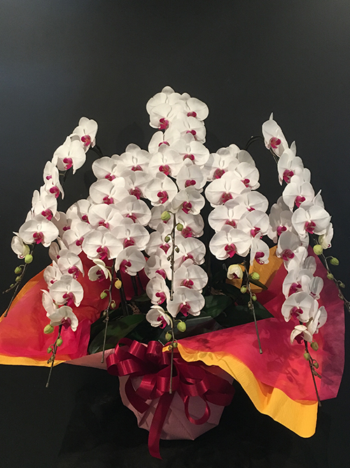 【プラチナム胡蝶蘭8本立 赤リップ】