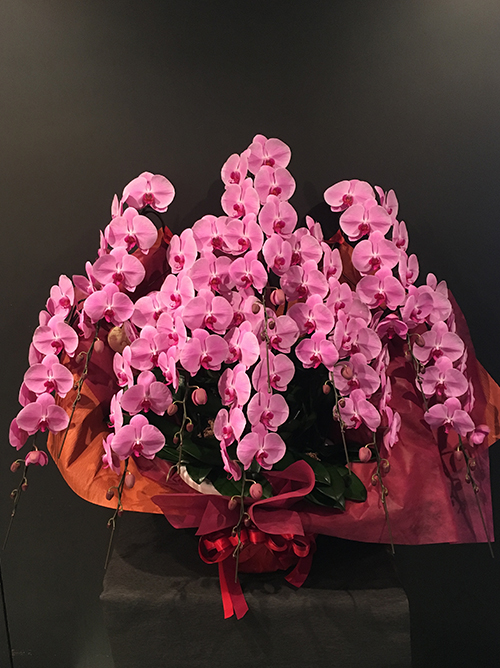 【ラグジュアリー胡蝶蘭10本立 ピンク】