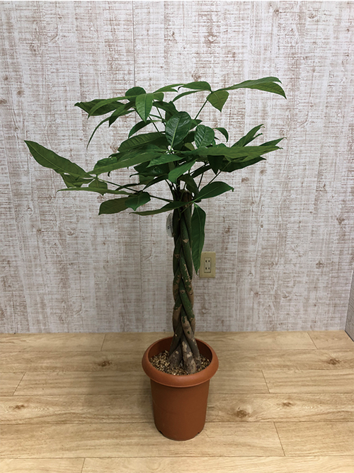 【観葉植物】パキラ(8号鉢)