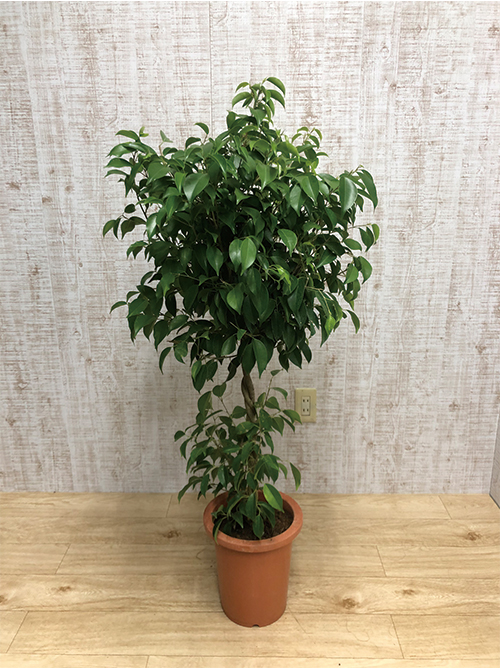 【観葉植物】ベンジャミン(8号鉢)