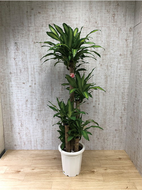 【観葉植物】マッサン(幸福の木)(10号鉢)