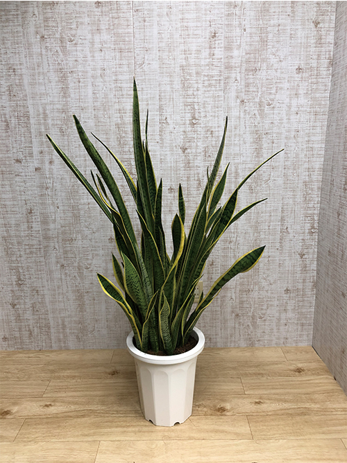 【観葉植物】サンセベリア(10号鉢)