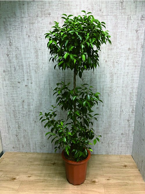 【観葉植物】ベンジャミン(10号鉢)