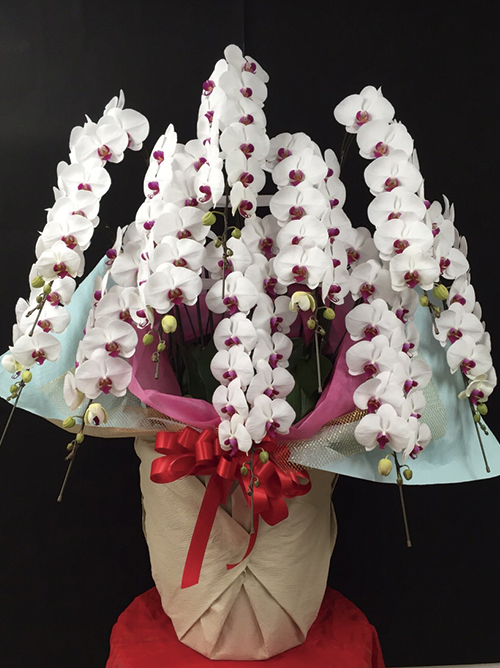 【ラグジュアリー胡蝶蘭10本立 赤リップ】