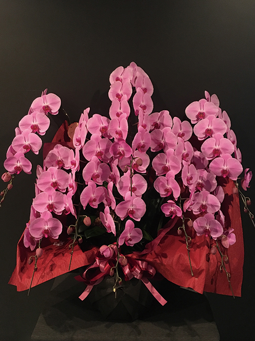 【プラチナム胡蝶蘭8本立 ピンク】