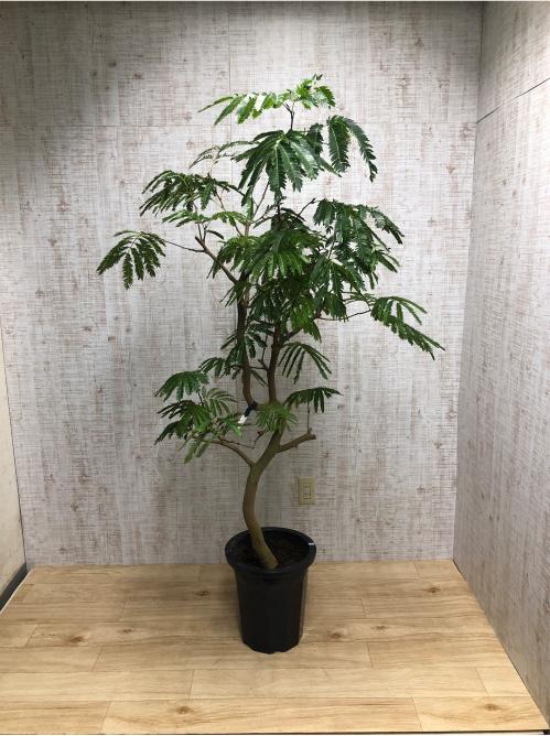 【観葉植物】エバーフレッシュ(10号鉢)