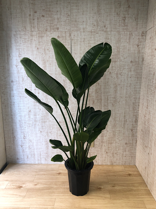 【観葉植物】オーガスタ(10号鉢)