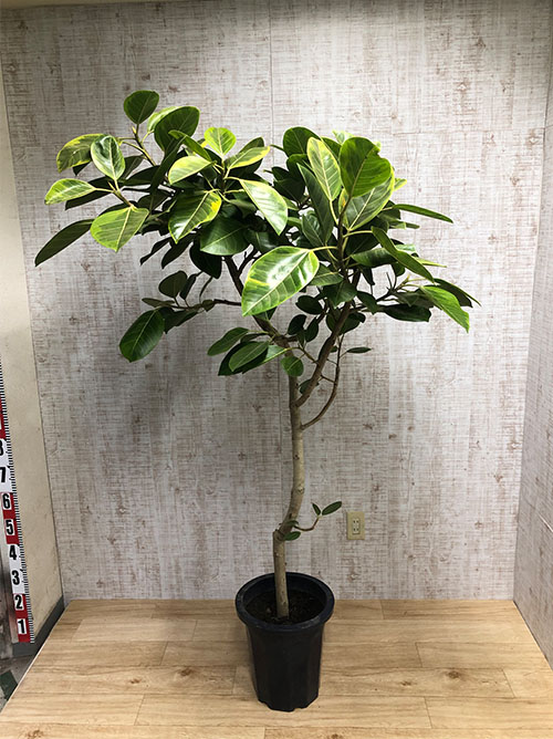 【観葉植物】アルテシーマ(10号鉢)