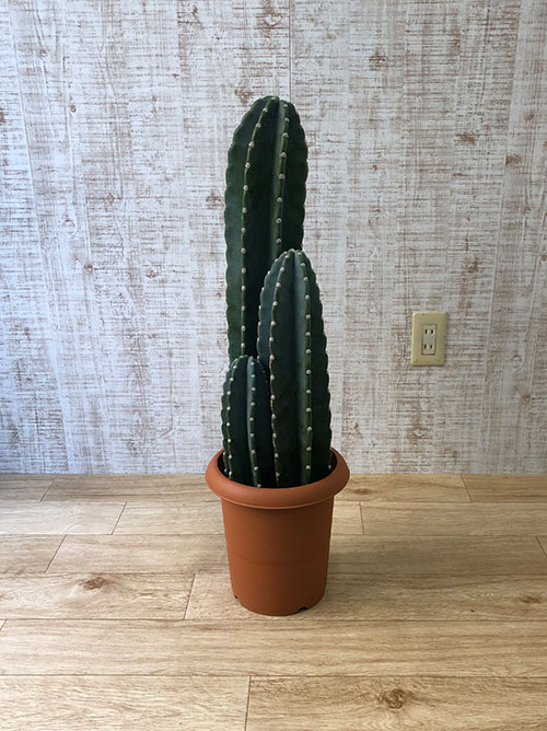 【観葉植物】サボテン(8号鉢)