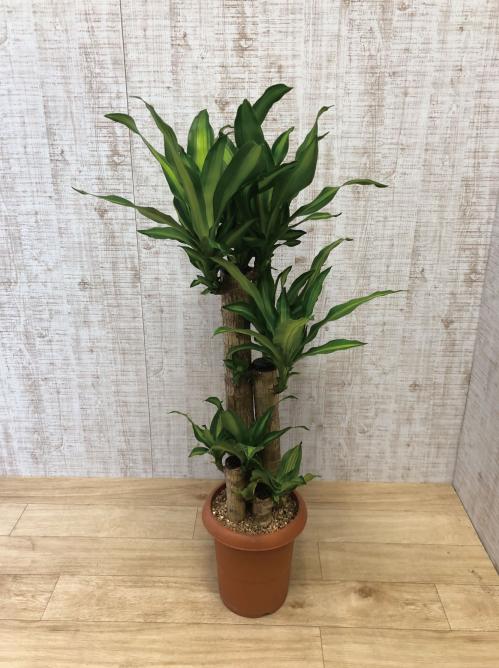 【観葉植物】マッサン「幸福の木」(8号鉢)