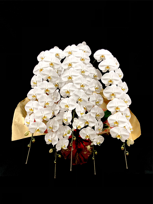 【極‐kiwami‐premium胡蝶蘭5本立】