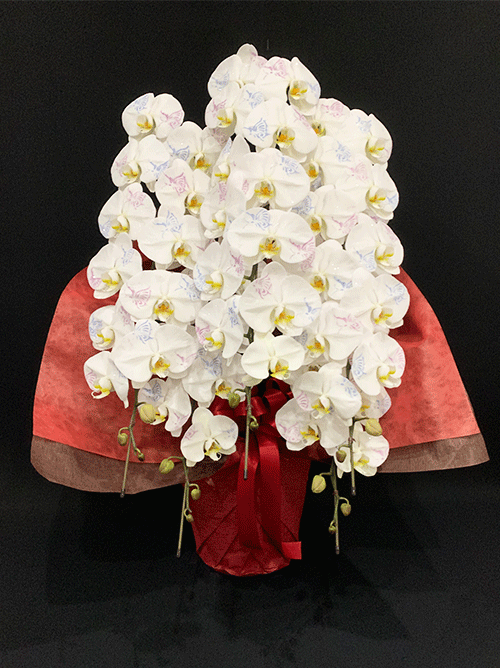 【化粧蘭5本立】