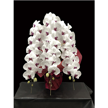 【極 -kiwami- 胡蝶蘭3本立 赤リップ】