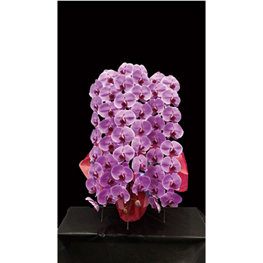 【極 -kiwami- 胡蝶蘭3本立 ピンク】