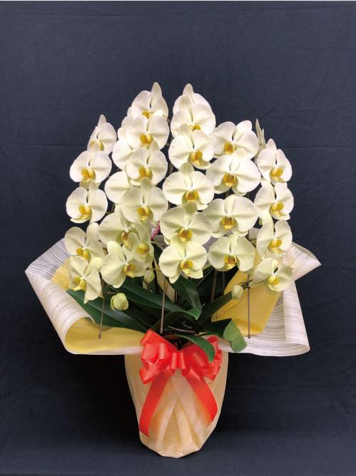 【胡蝶蘭3本立　イエロー】