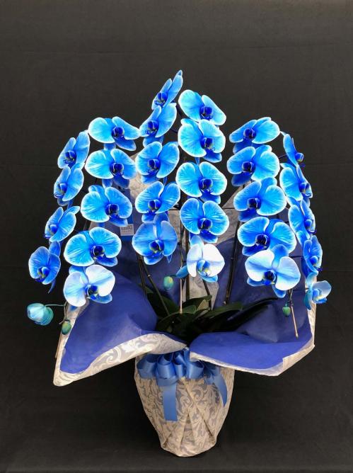 【胡蝶蘭3本立 ブルー】