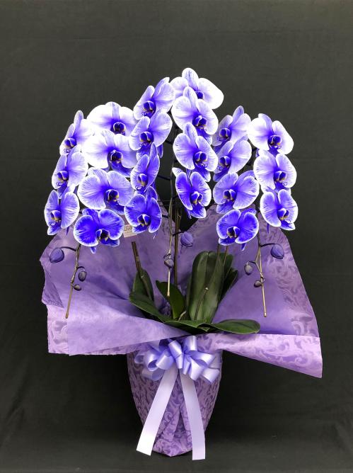 【胡蝶蘭3本立 パープル】