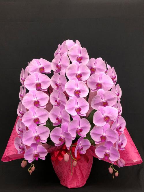 【プレミアム胡蝶蘭3本立 ピンク】
