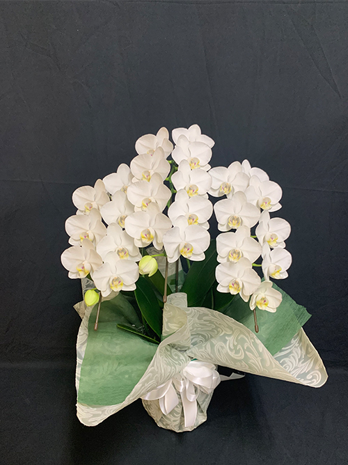 【メモリアルミディ胡蝶蘭3本立】