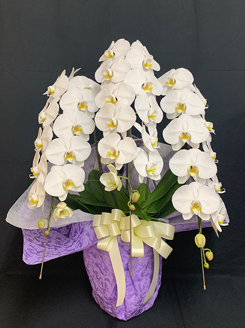 【メモリアルスタンダード胡蝶蘭3本立】