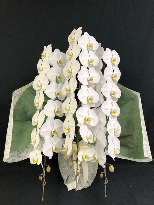 【メモリアルプレミアム胡蝶蘭3本立】