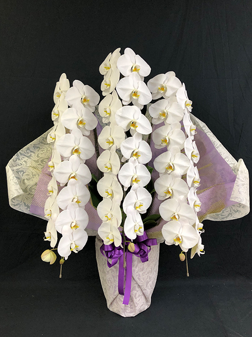 【メモリアル極胡蝶蘭3本立】