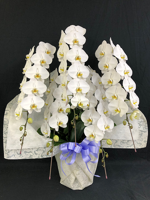 【メモリアルプレミアム胡蝶蘭5本立】