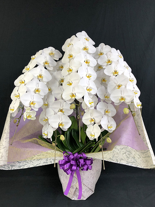 【メモリアル極胡蝶蘭5本立】