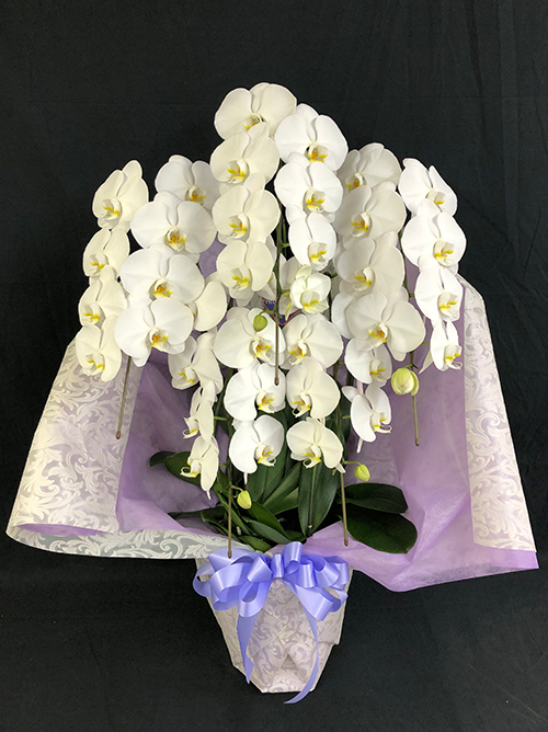 【メモリアルスタンダード胡蝶蘭5本立】