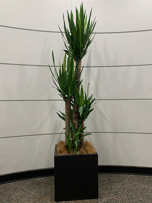 【観葉植物】おまかせ観葉　(スクエア陶器鉢入り)黒