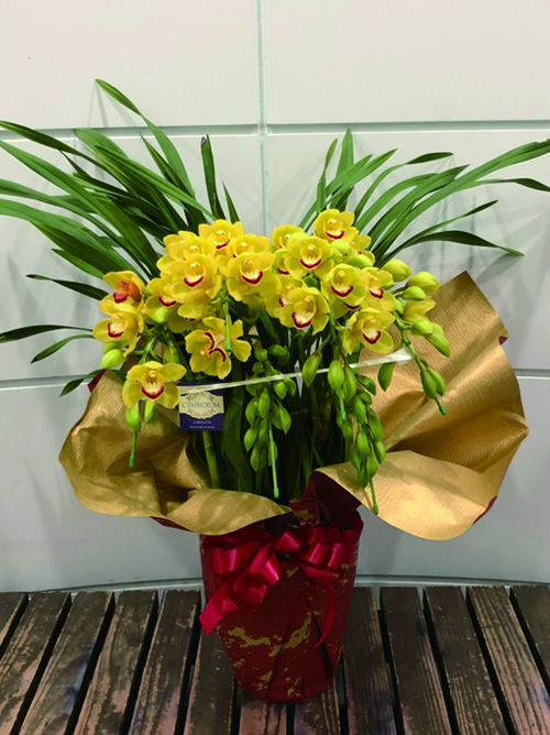 シンビジューム 仕立て垂-黄色-