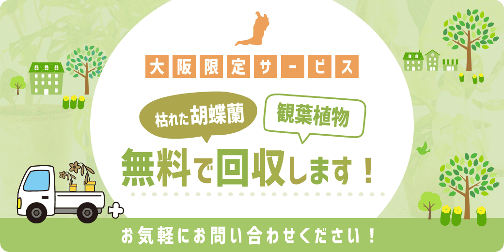 枯れた胡蝶蘭、観葉植物、無料で回収します