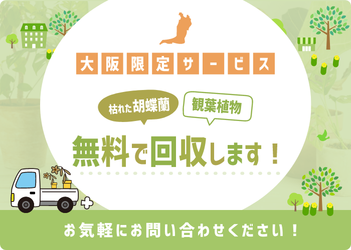 枯れた胡蝶蘭、観葉植物、無料で回収します